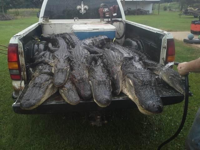 Washing gators after the hunt