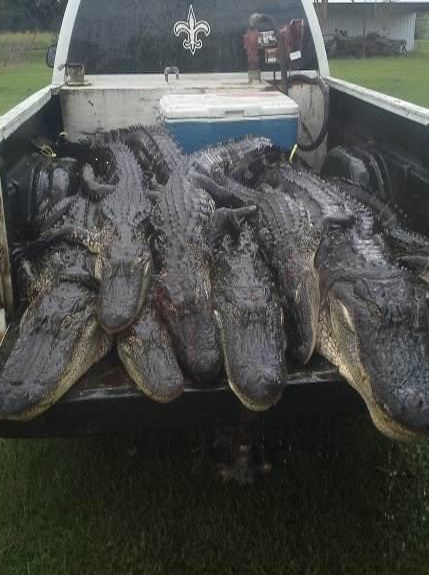 Large haul of eight gators