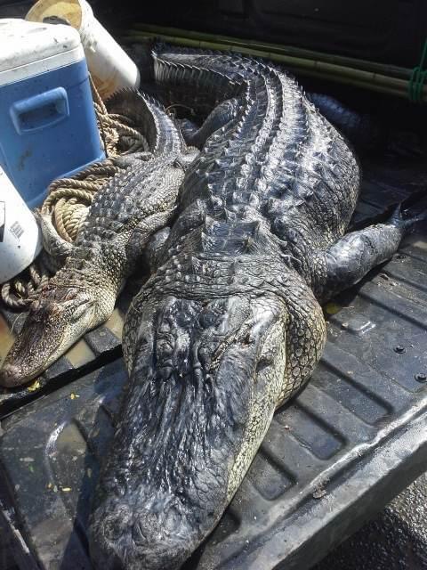 Alligator