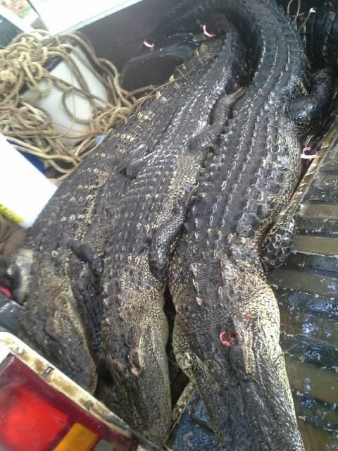 Three alligators in a truck