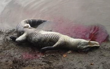 Upside down gator at harvest