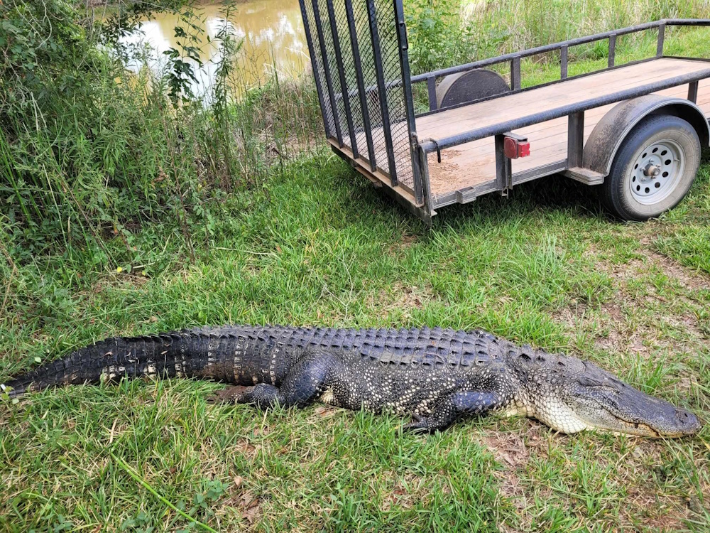 Large gator at the harvest site