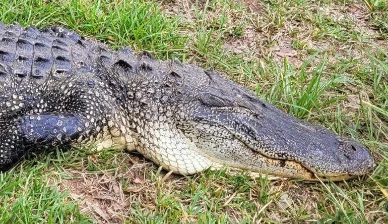 Large gator's head